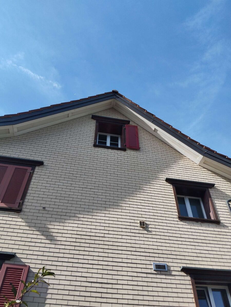 Bienen umsiedeln &  Bienennest entfernen 