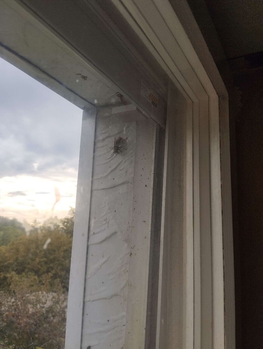  Bienennest entfernen