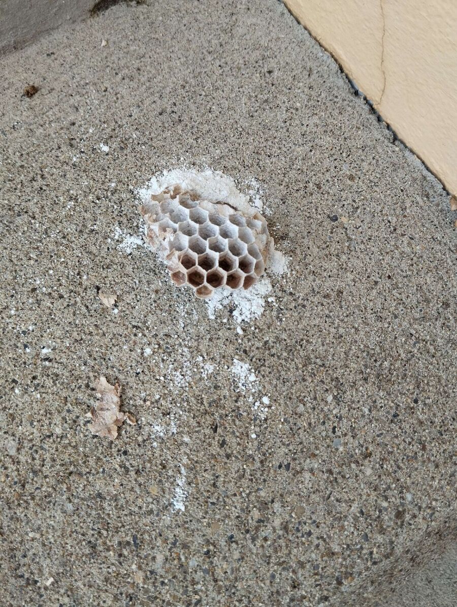  Bienennest entfernen.jpeg