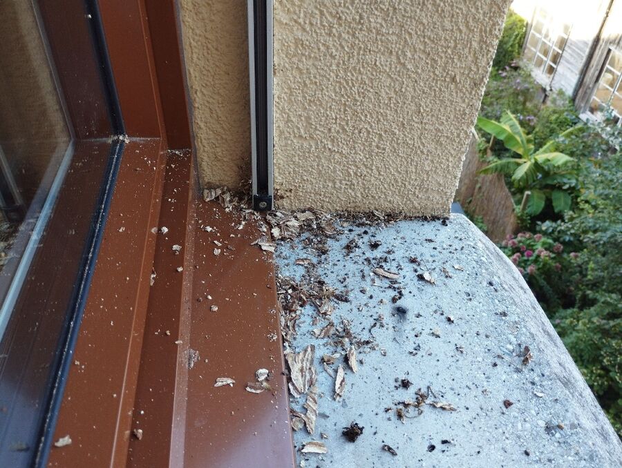  Bienennest entfernen.jpeg