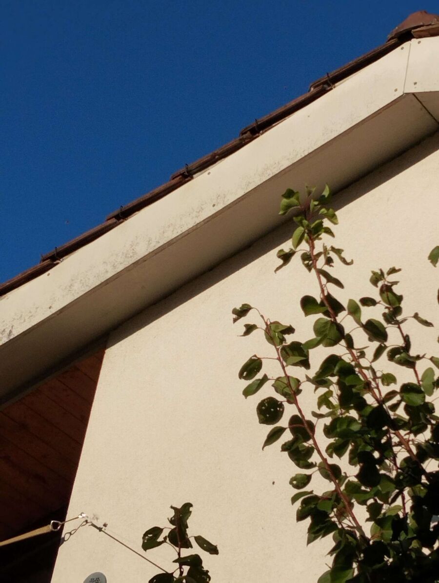  Bienennest entfernen.jpeg