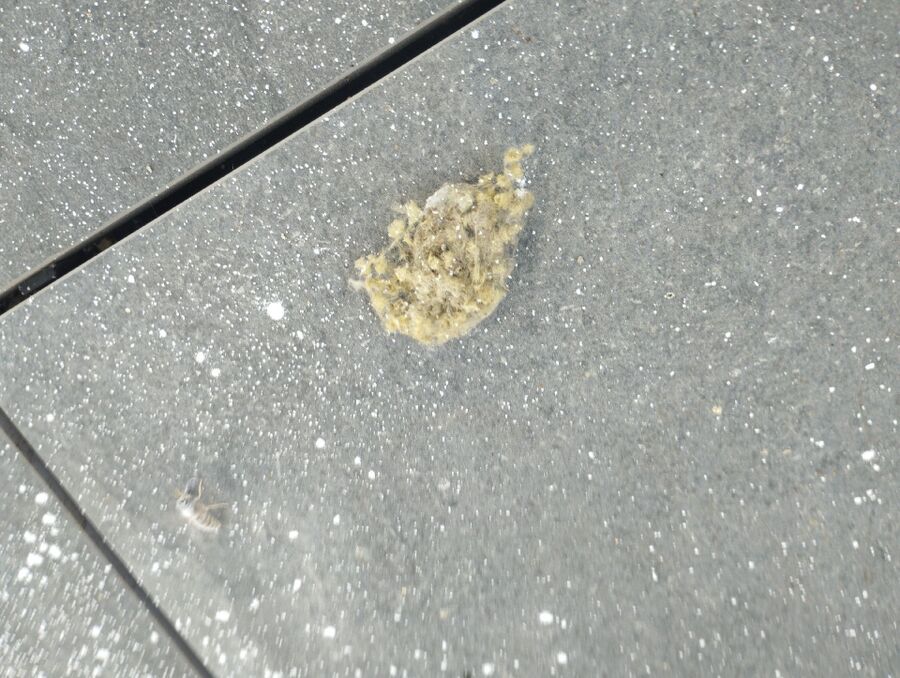  Bienennest entfernen