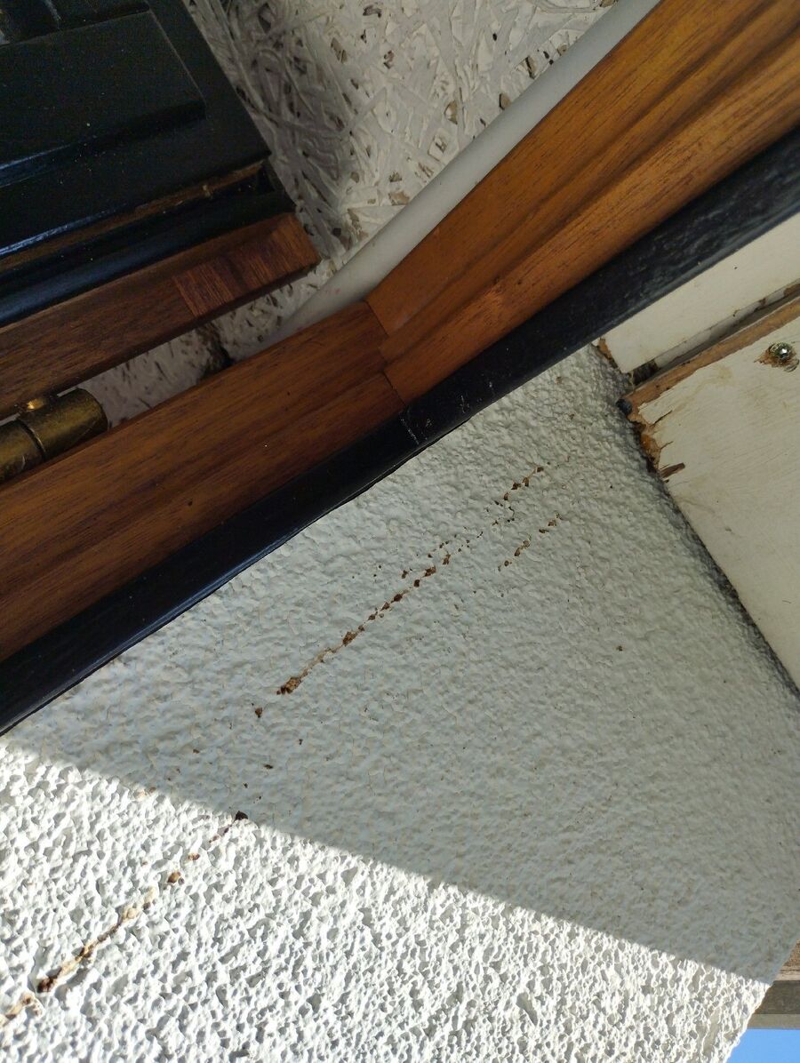 Bienen umsiedeln &  Bienennest entfernen 