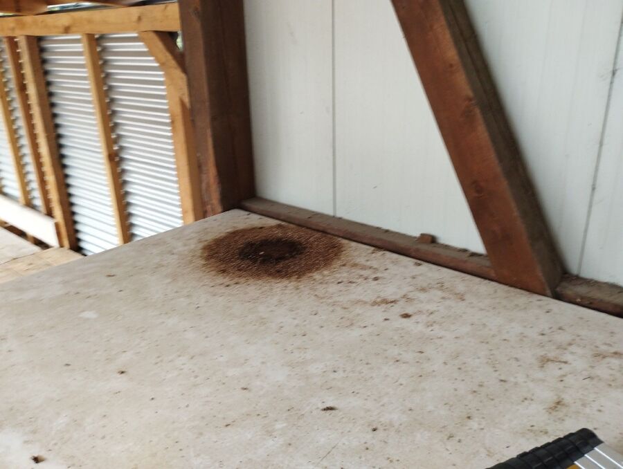  Bienennest entfernen