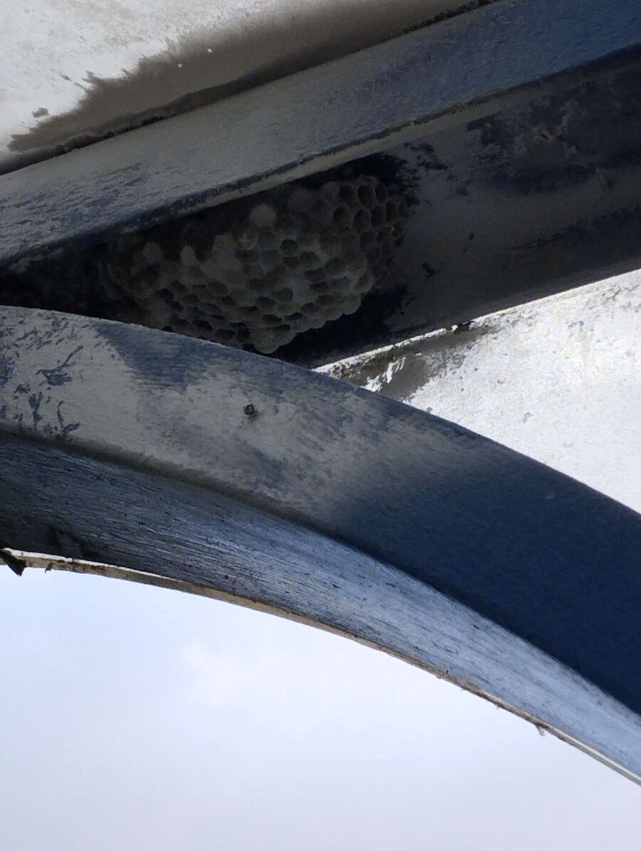 Bienen umsiedeln &  Bienennest entfernen 