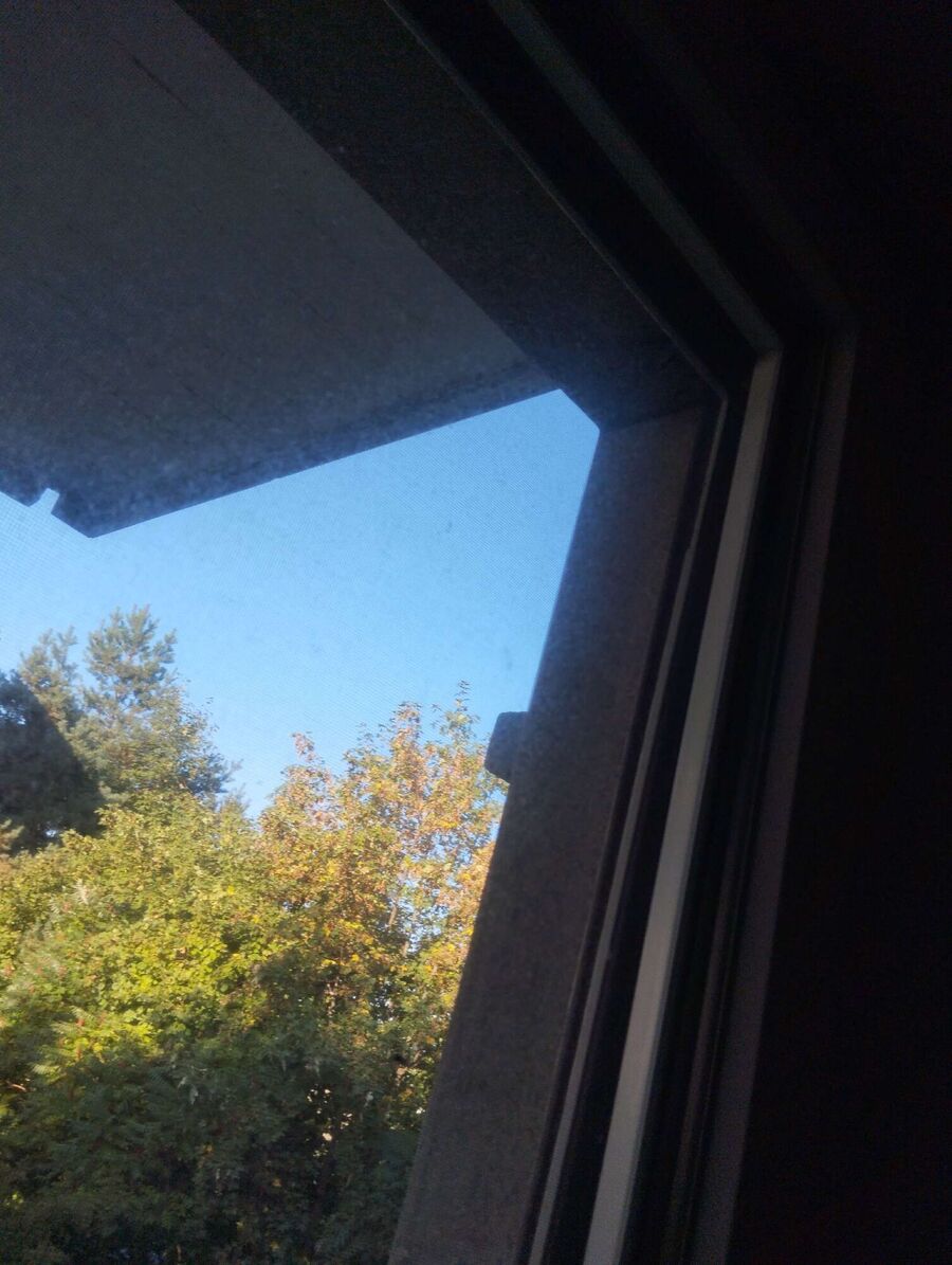  Bienennest entfernen.jpeg