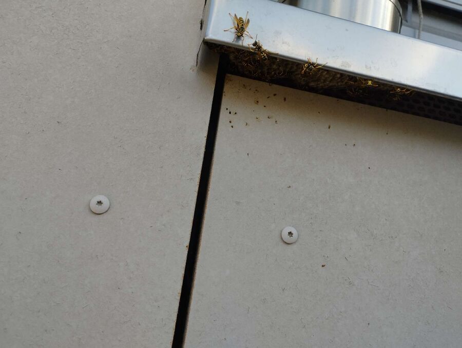  Bienennest entfernen