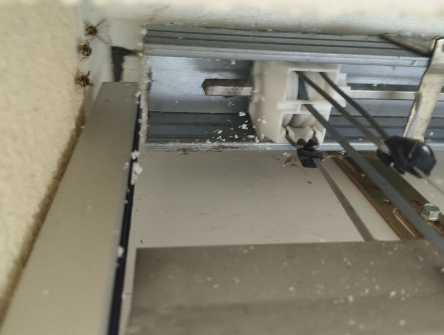  Bienennest entfernen.jpeg