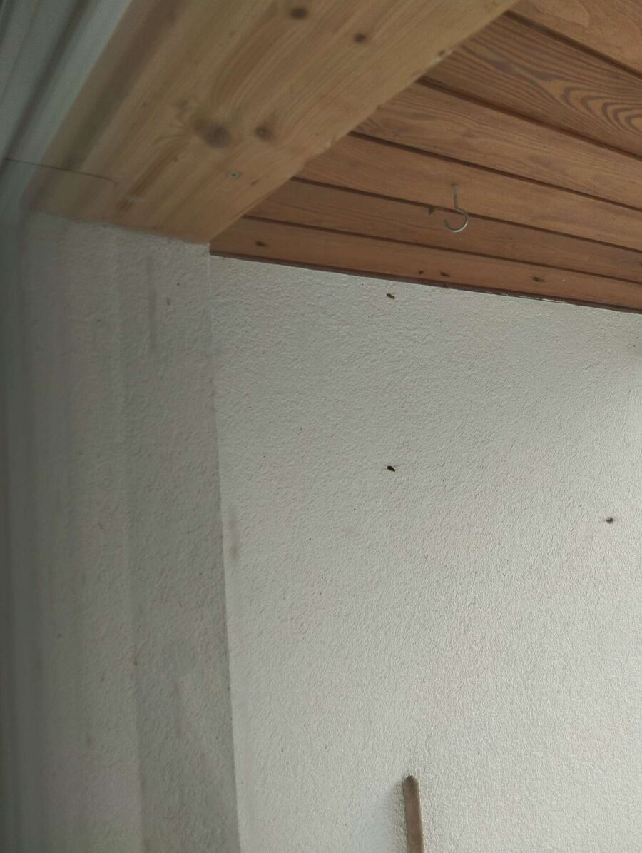  Bienennest entfernen