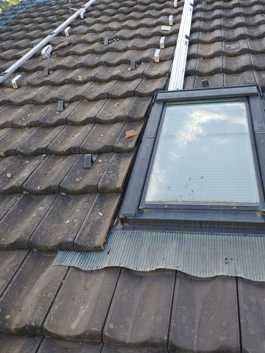 Bienen umsiedeln &  Bienennest entfernen 