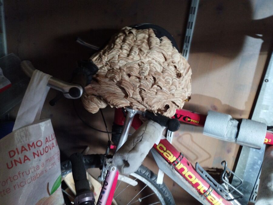  Bienennest entfernen