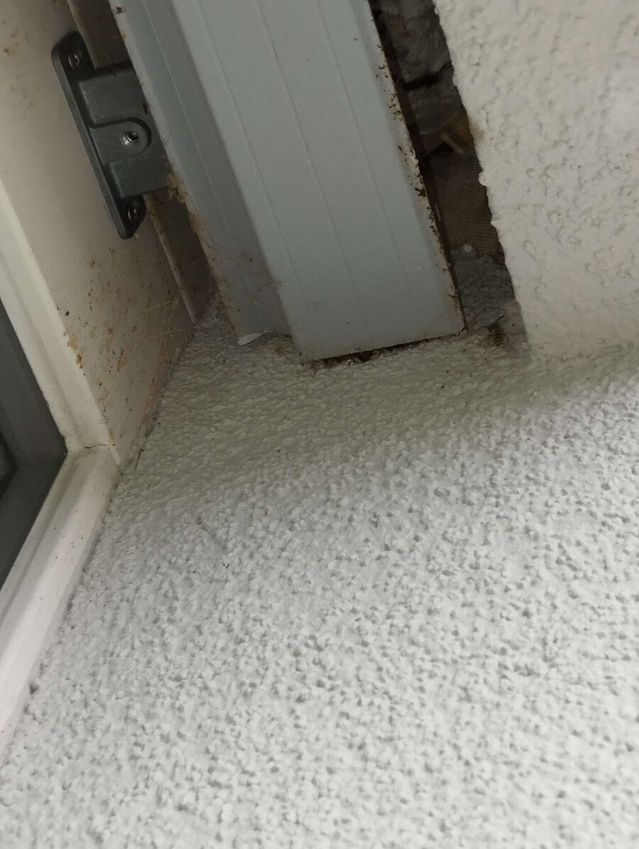  Bienennest entfernen