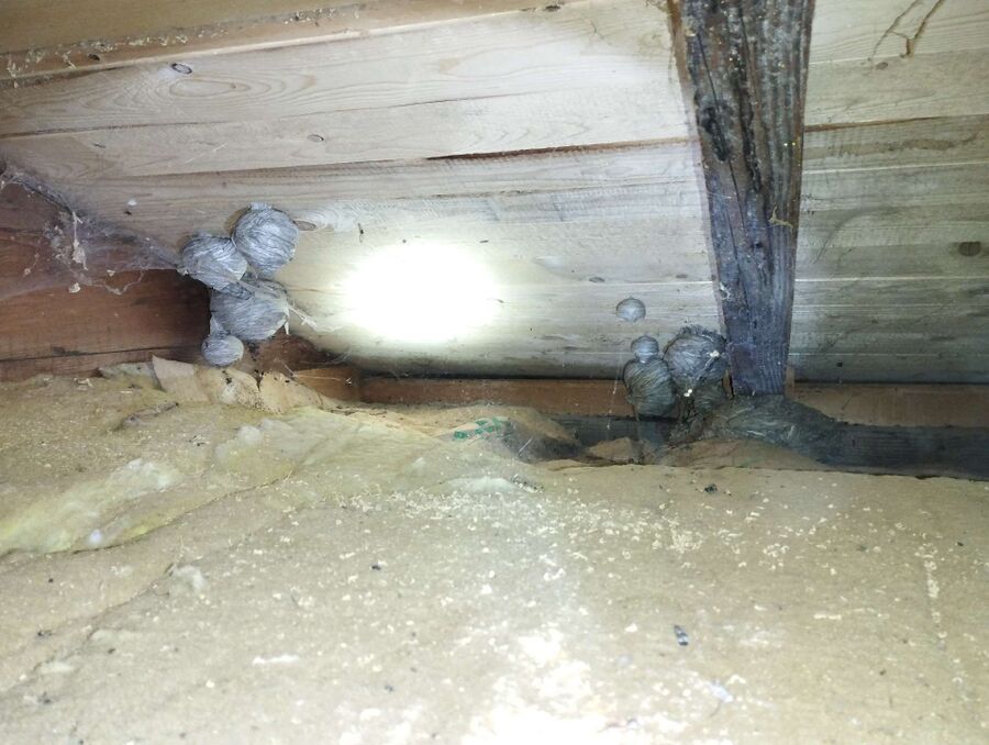  Bienennest entfernen