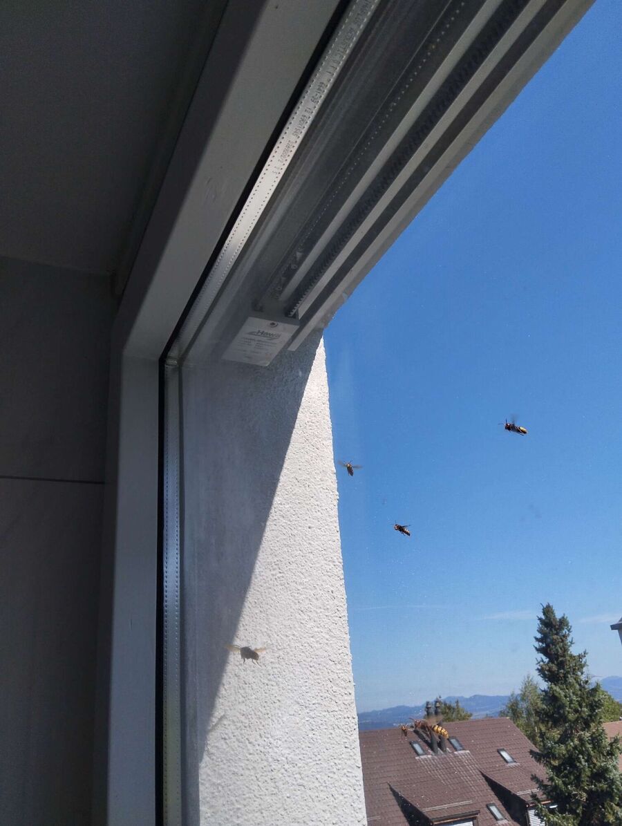  Bienennest entfernen.jpeg