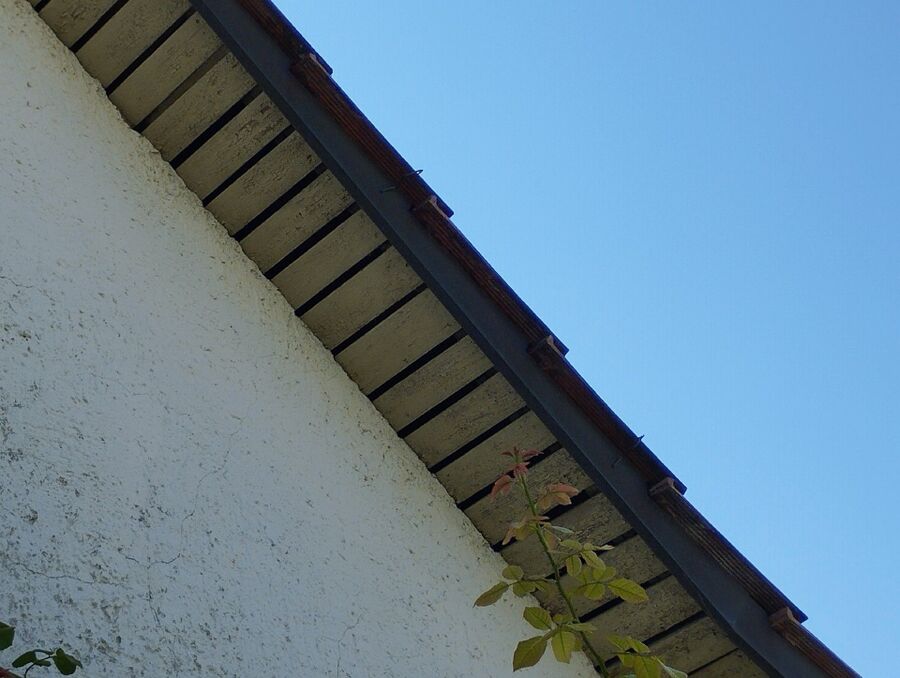 Bienen umsiedeln &  Bienennest entfernen 