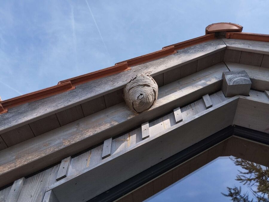 bienennest-am-haus-entfernen.jpg