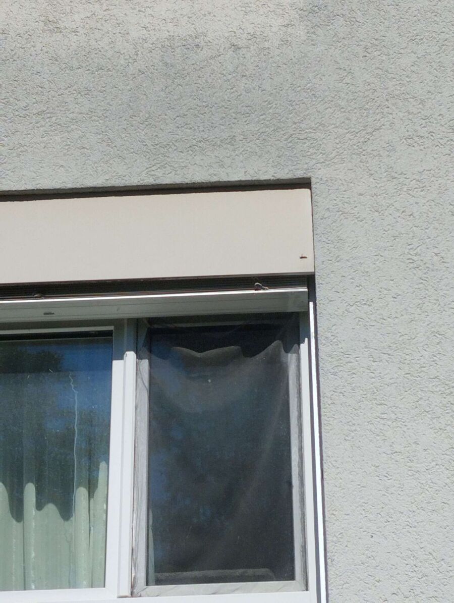 Bienen umsiedeln &  Bienennest entfernen 