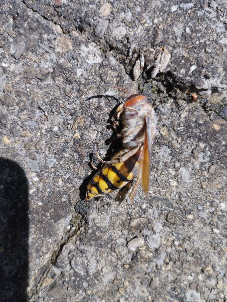  Bienennest entfernen