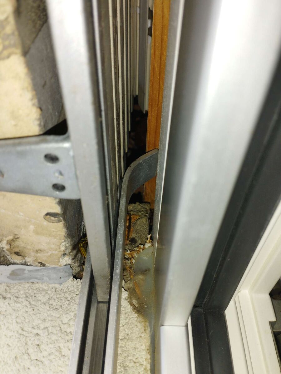  Bienennest entfernen.jpeg