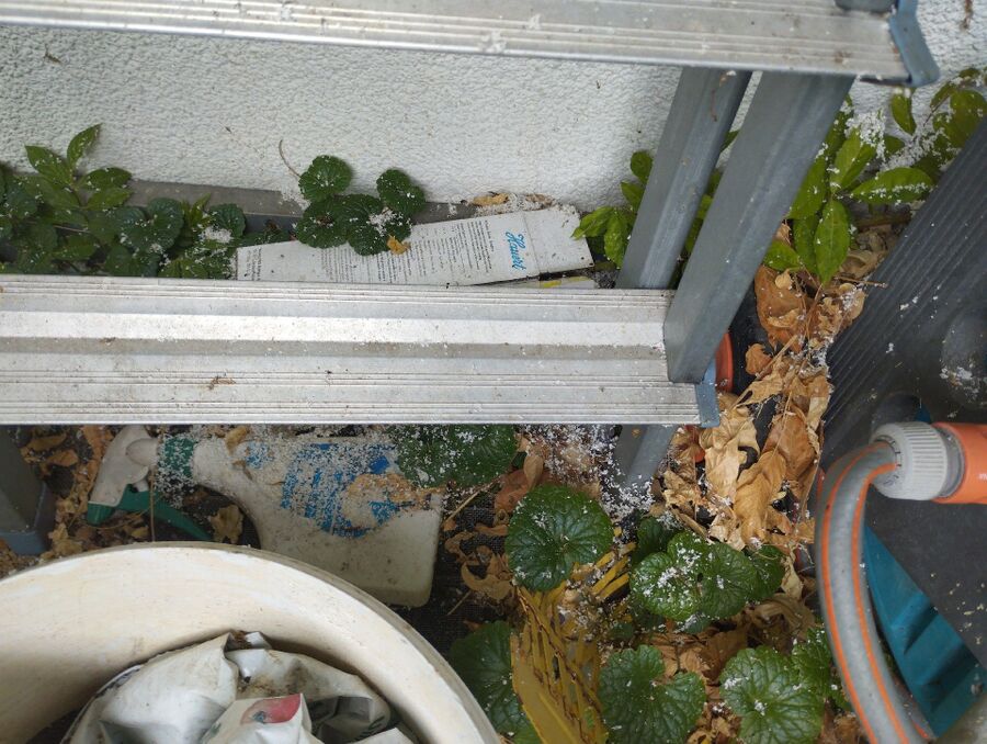  Bienennest entfernen