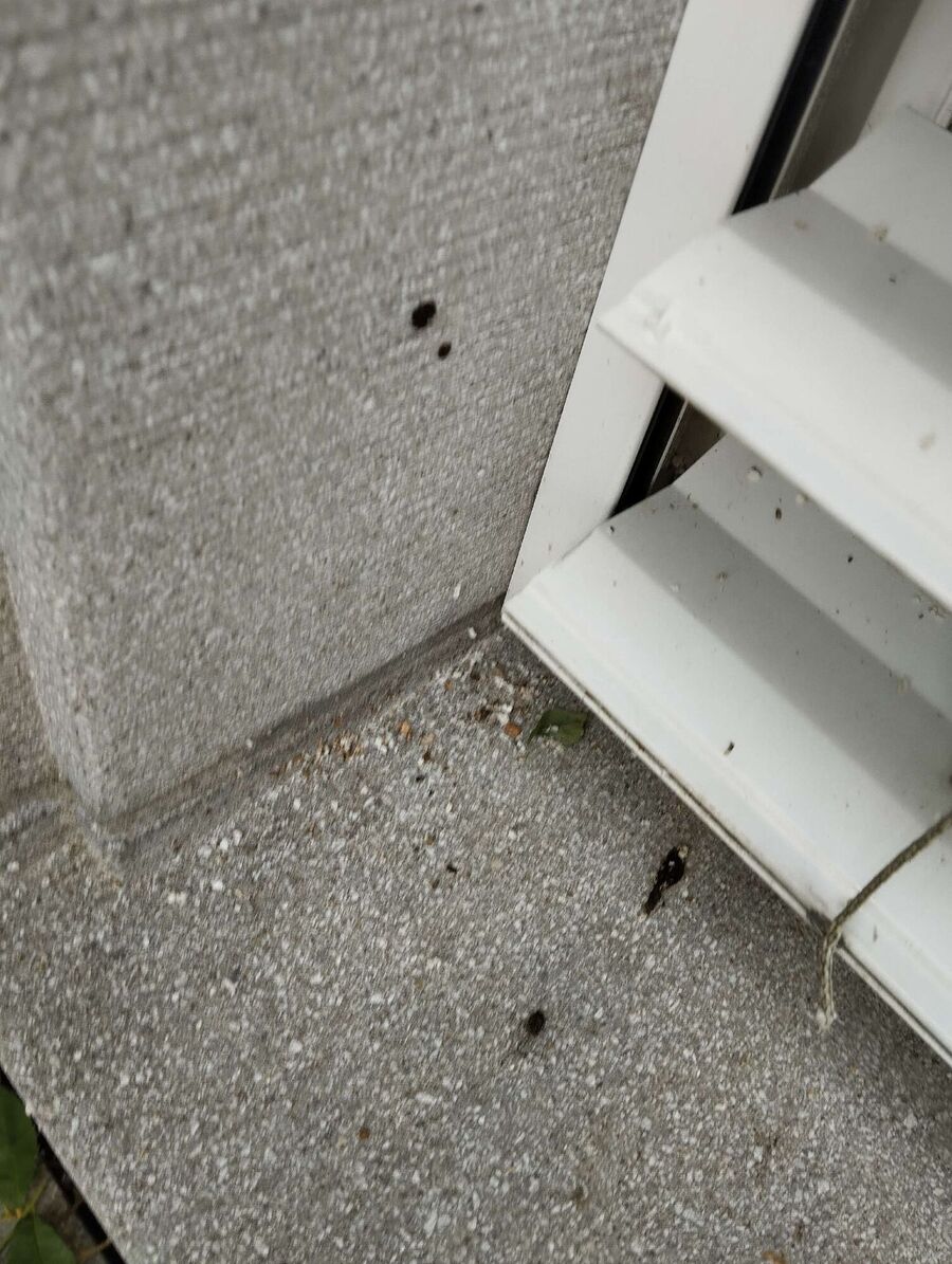  Bienennest entfernen.jpeg