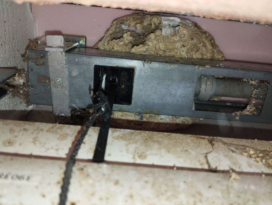  Bienennest entfernen