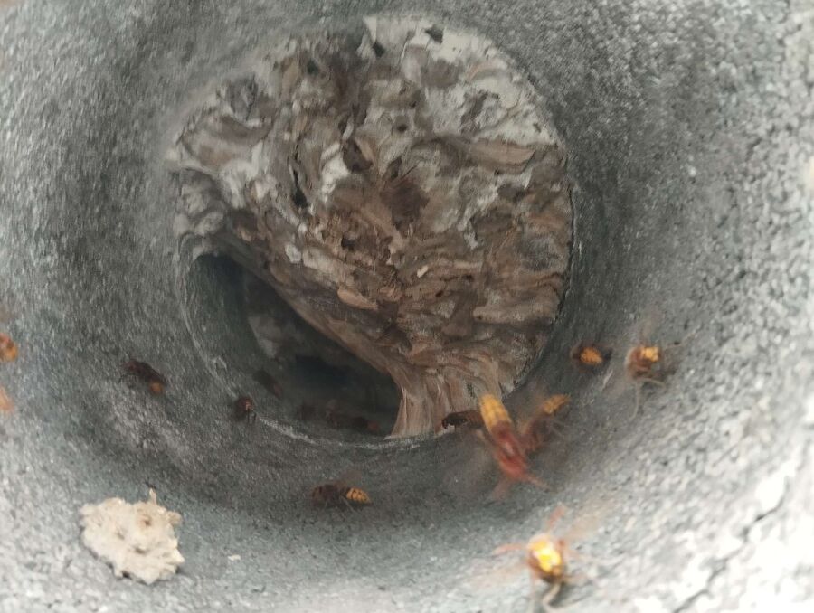  Bienennest entfernen