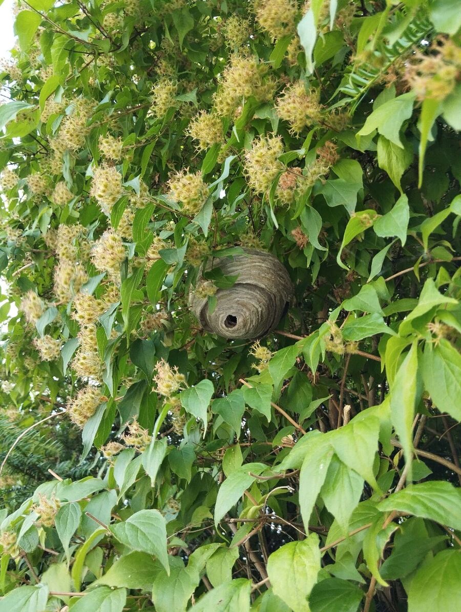 Bienen umsiedeln &  Bienennest entfernen 
