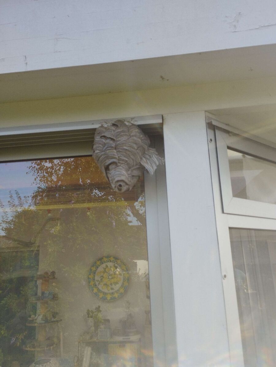  Bienennest entfernen.jpeg