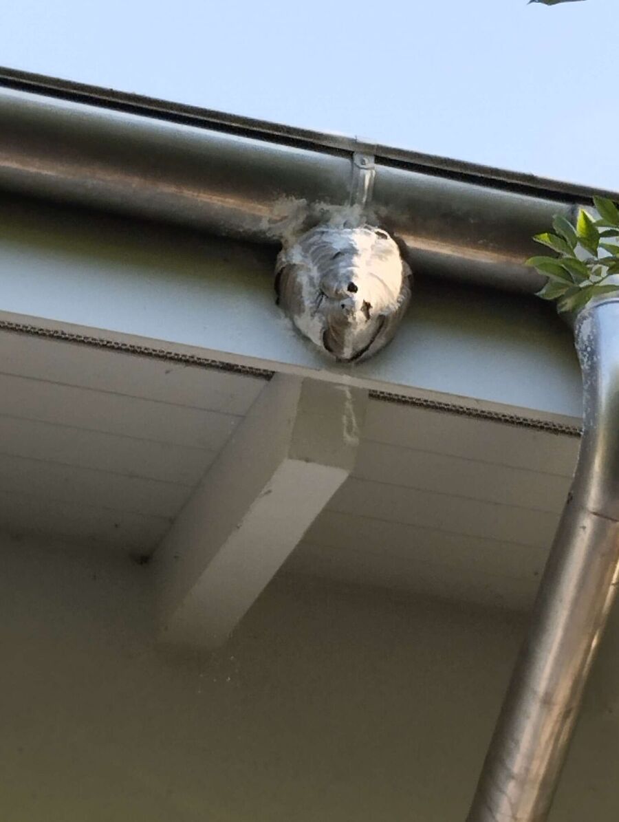  Bienennest entfernen.jpeg