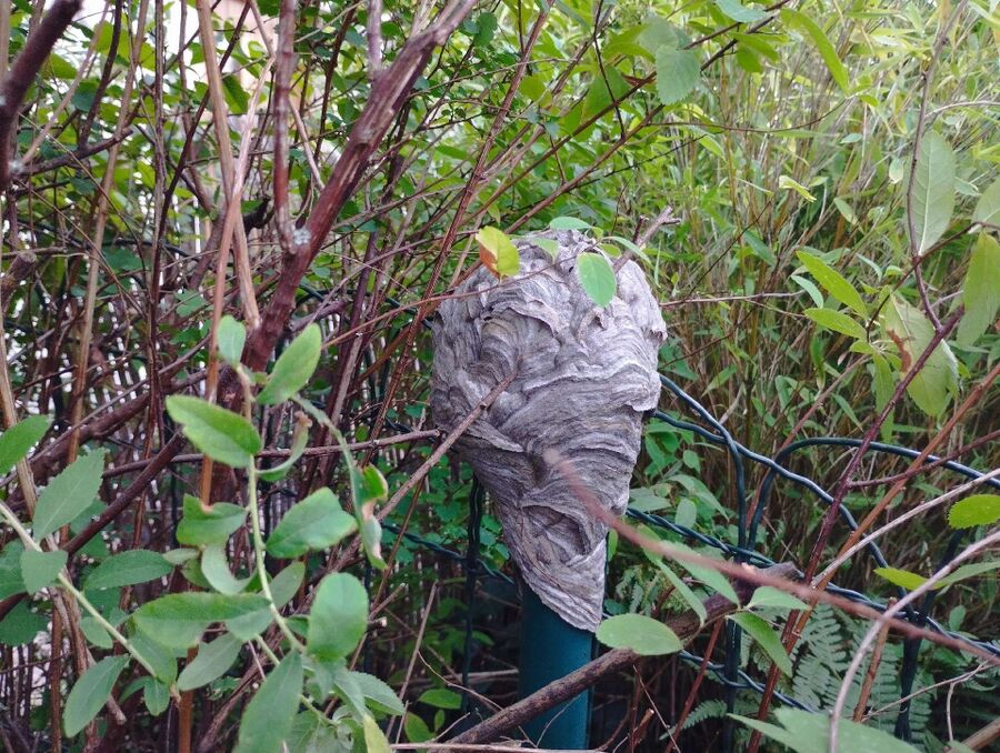 Bienen umsiedeln &  Bienennest entfernen 