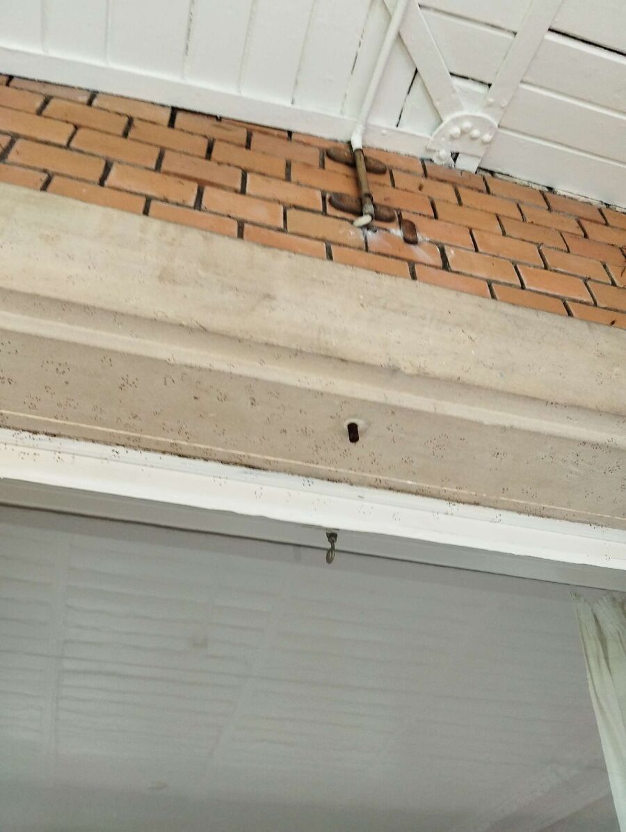 Bienen umsiedeln &  Bienennest entfernen 