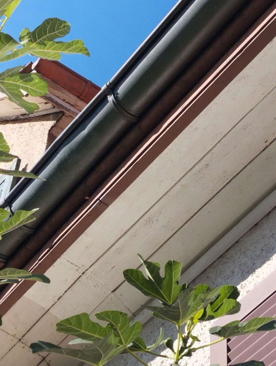  Bienennest entfernen.jpeg