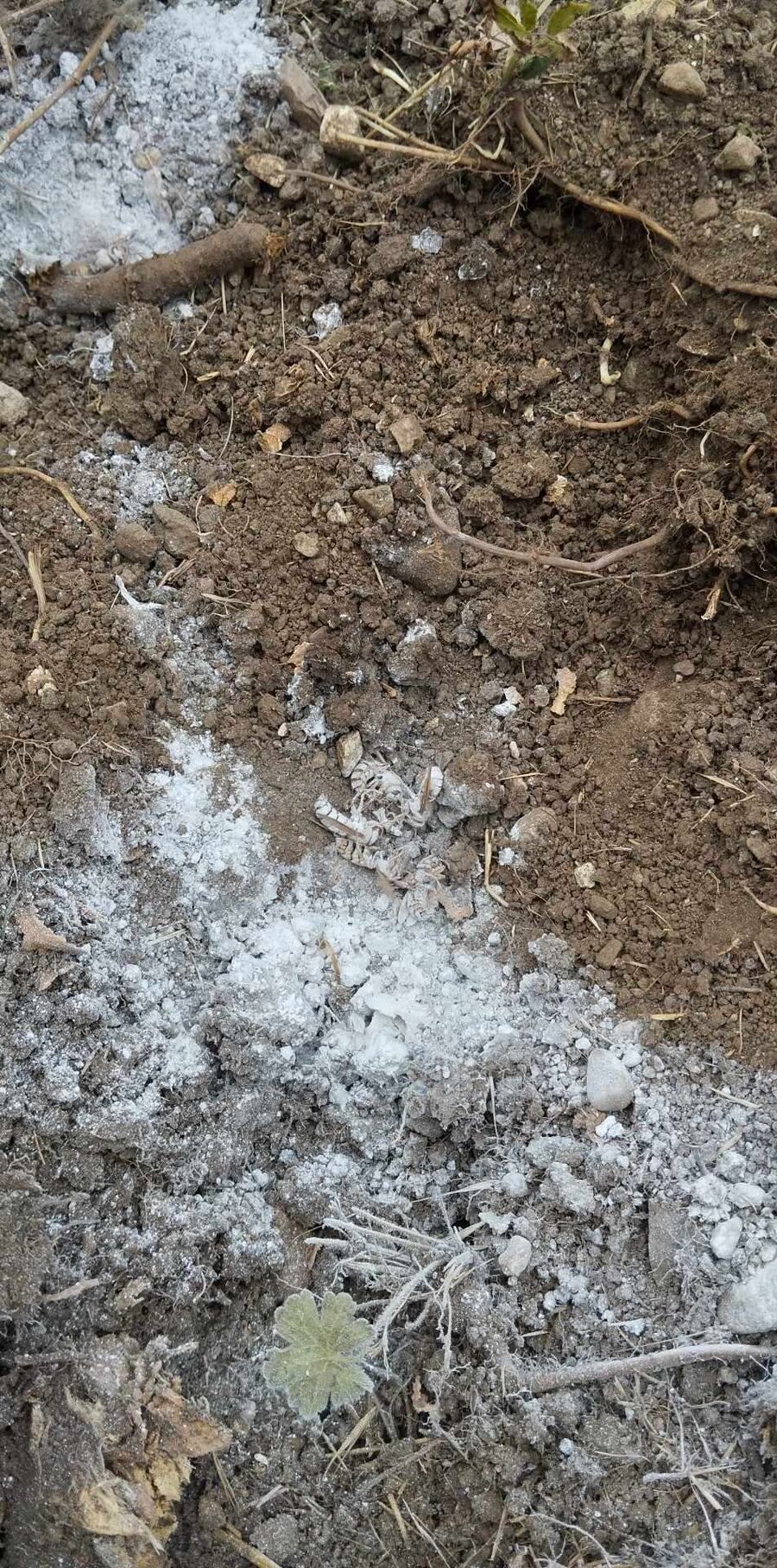 Bienen umsiedeln &  Bienennest entfernen 