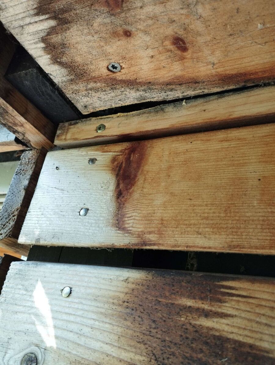  Bienennest entfernen.jpeg