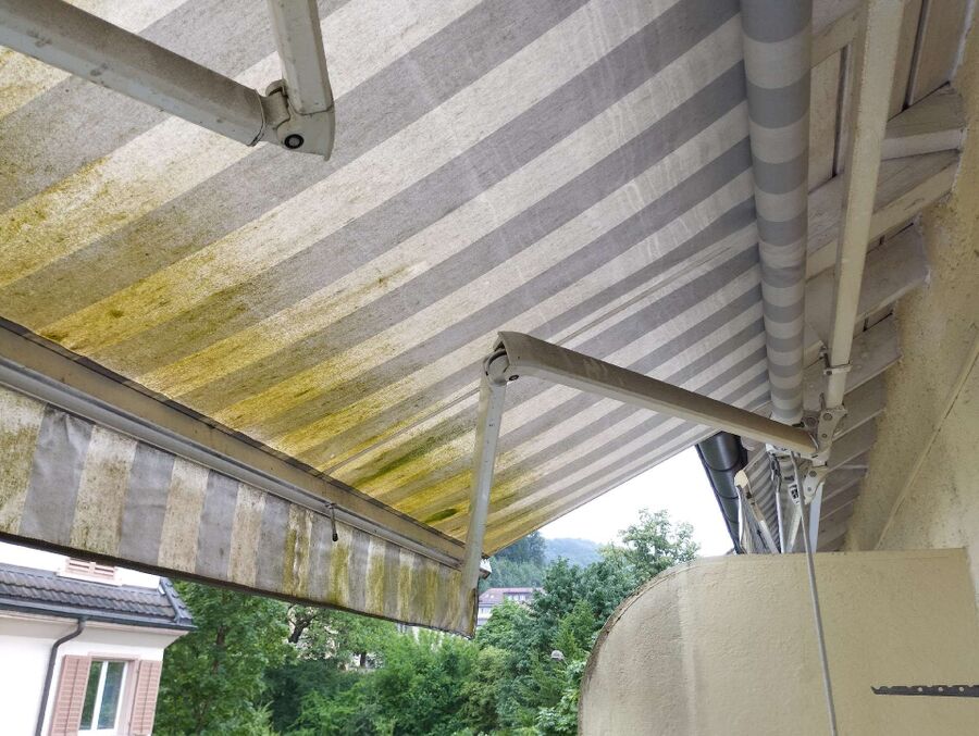 Bienen umsiedeln &  Bienennest entfernen 