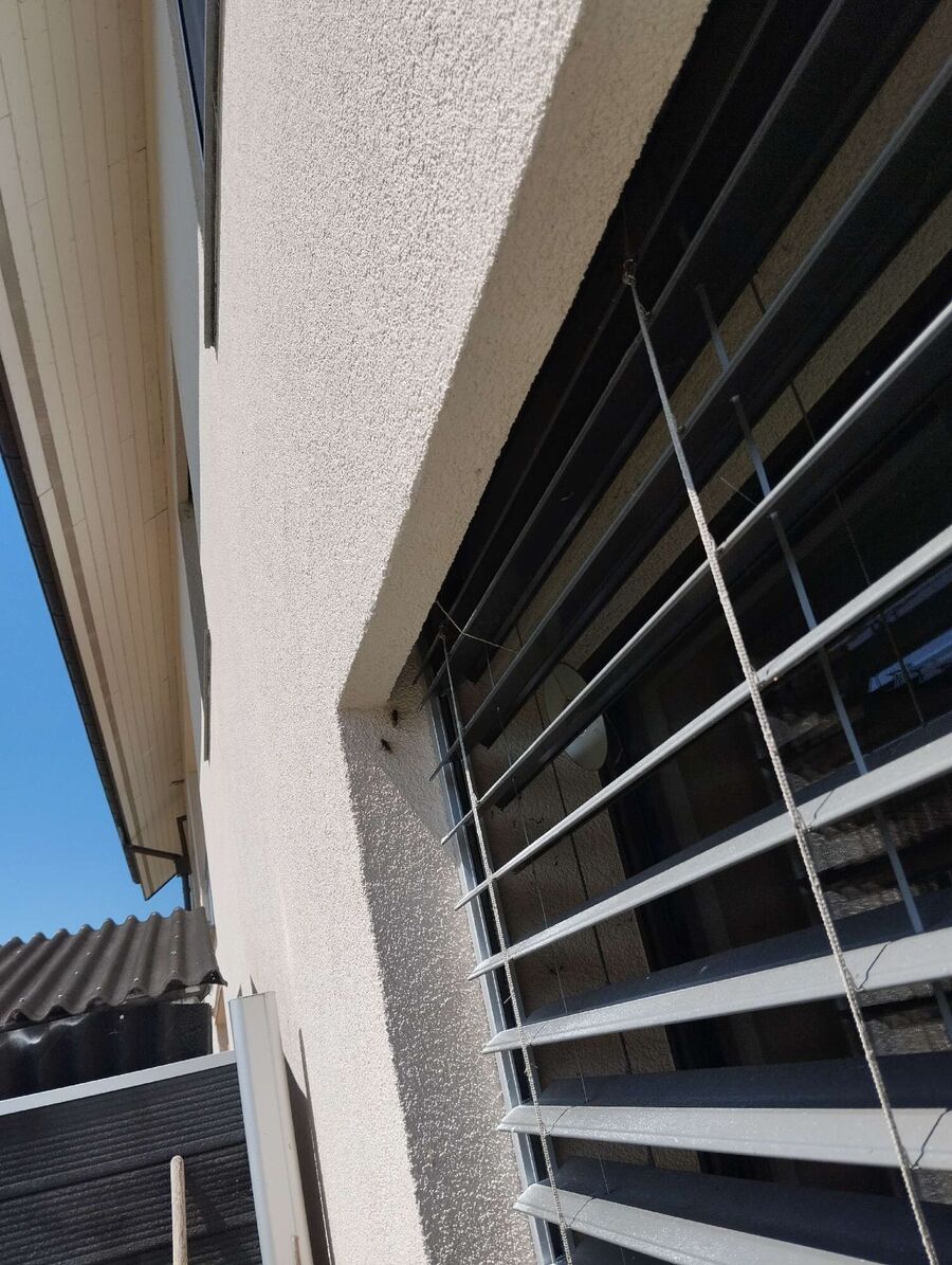  Bienennest entfernen