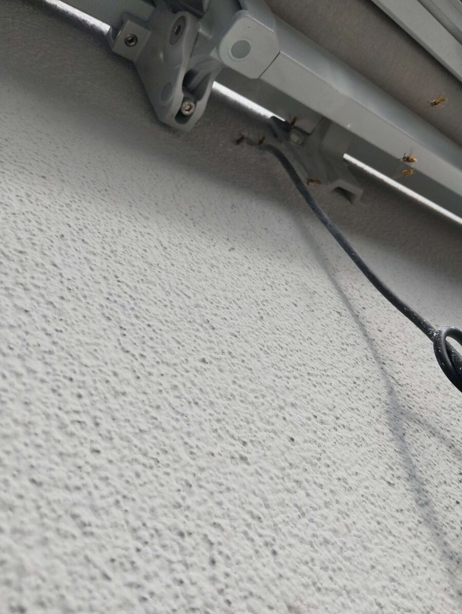  Bienennest entfernen.jpeg