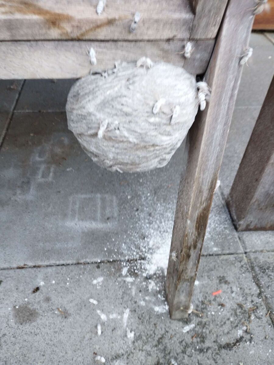  Bienennest entfernen.jpeg