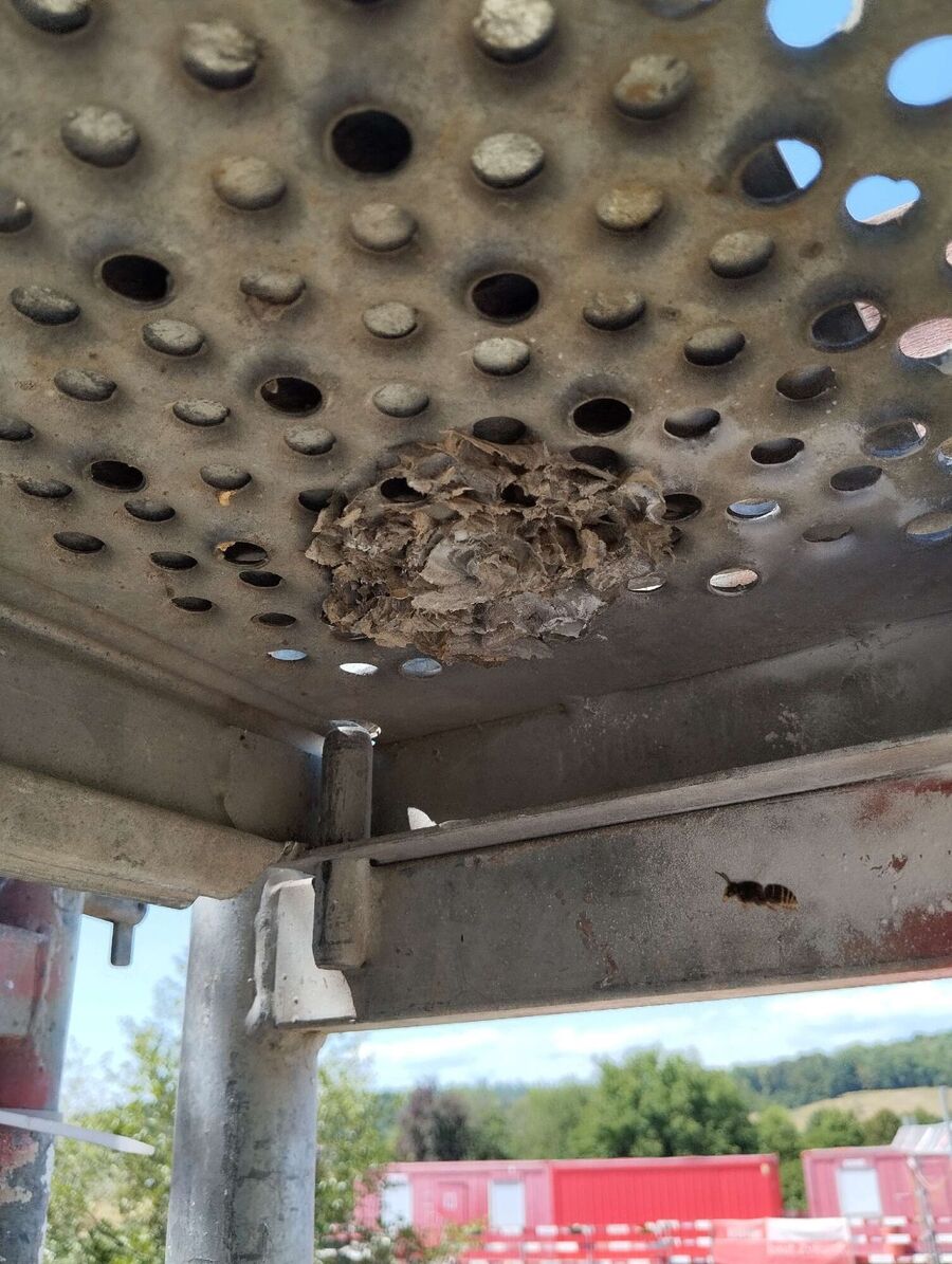  Bienennest entfernen