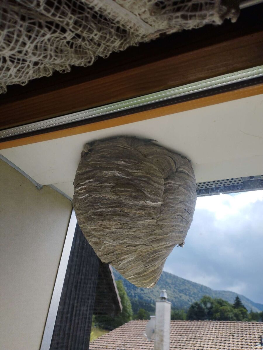  Bienennest entfernen