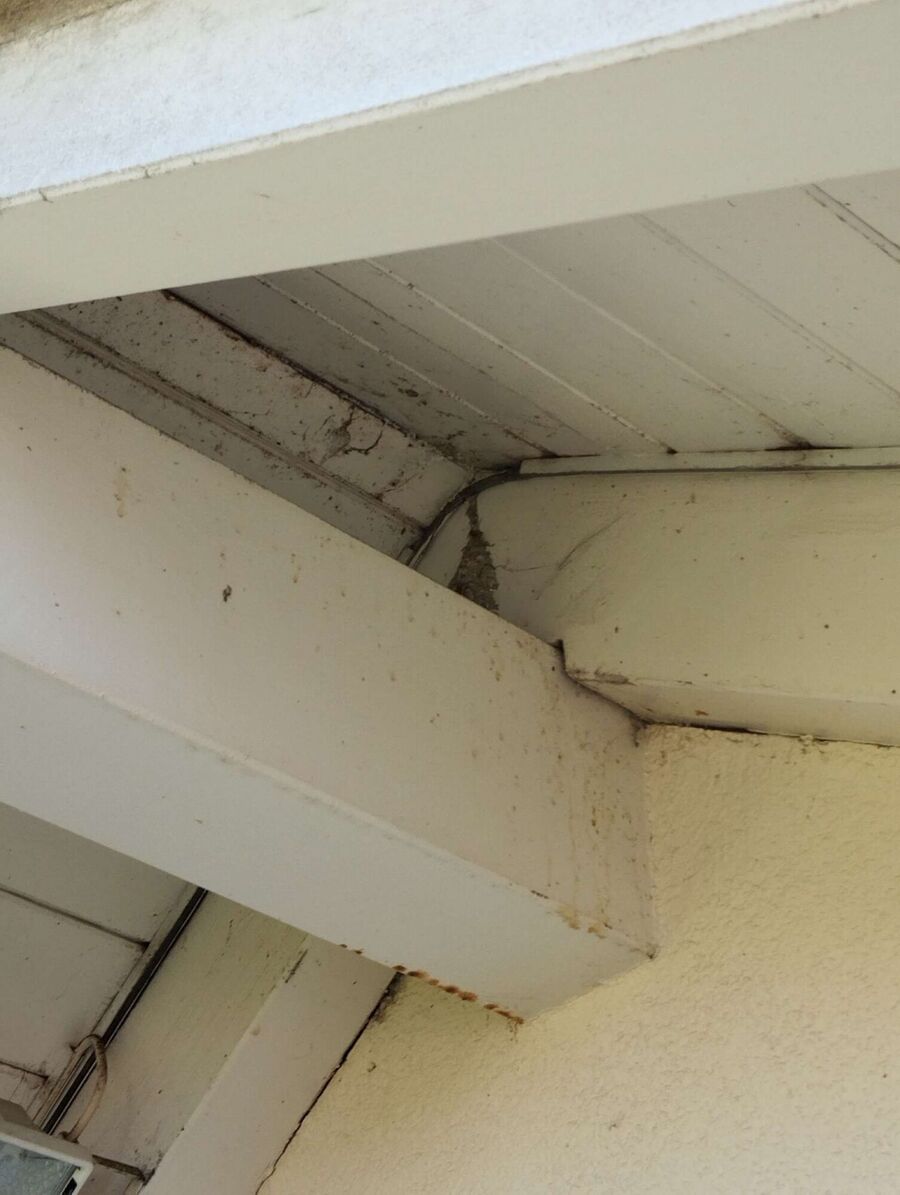 Bienen umsiedeln &  Bienennest entfernen 