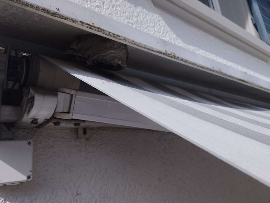  Bienennest entfernen.jpeg