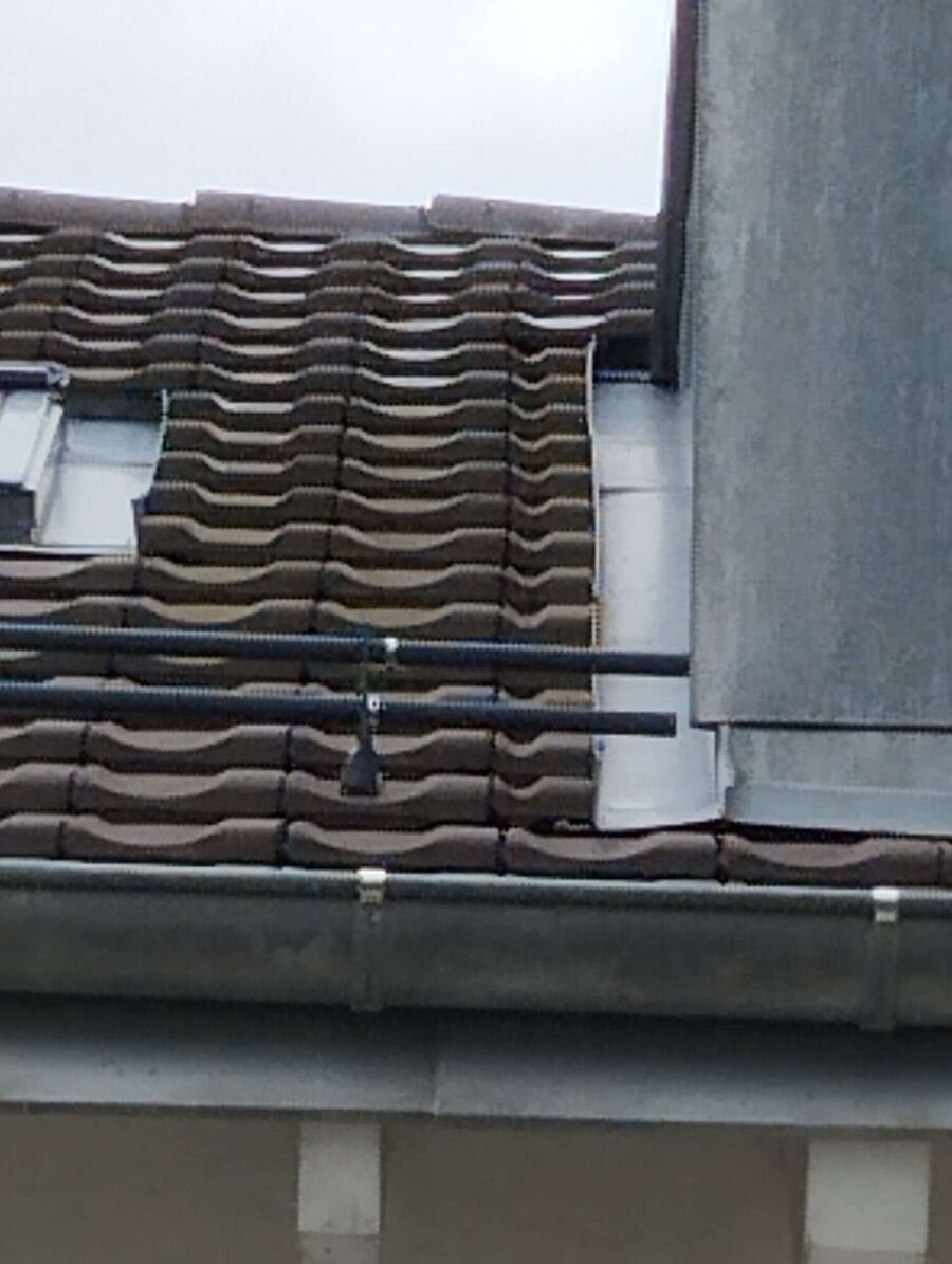 Bienen umsiedeln &  Bienennest entfernen 