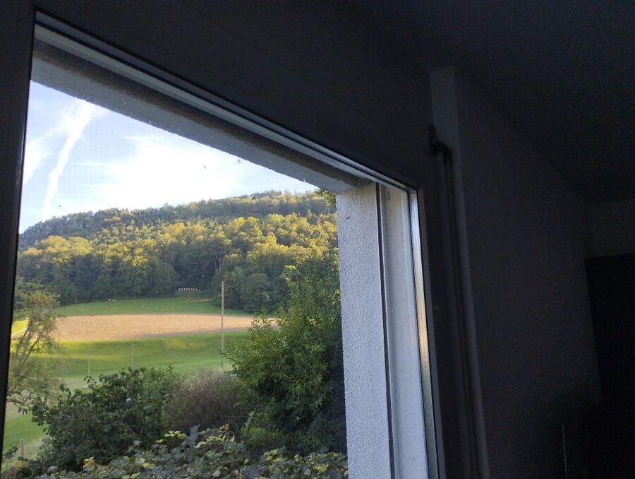 Bienen umsiedeln &  Bienennest entfernen 