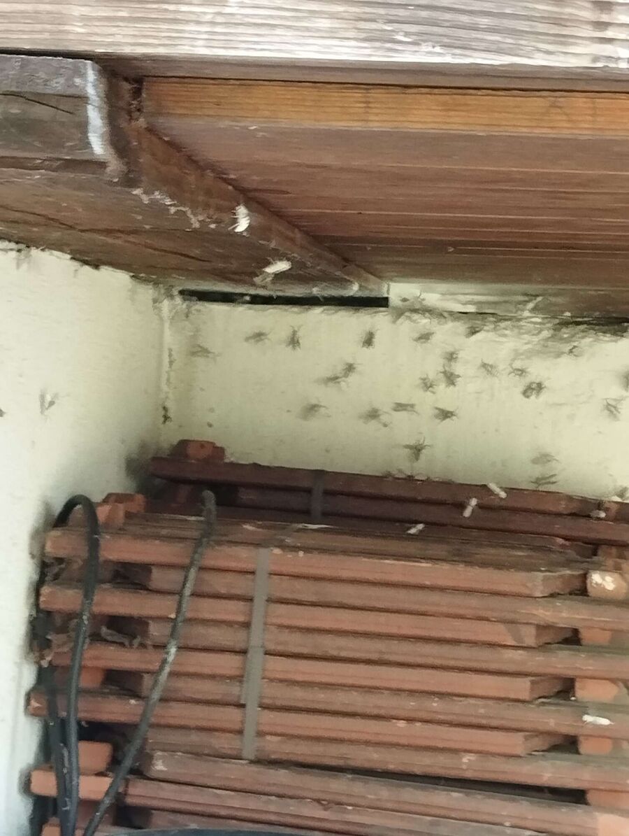 Bienen umsiedeln &  Bienennest entfernen 