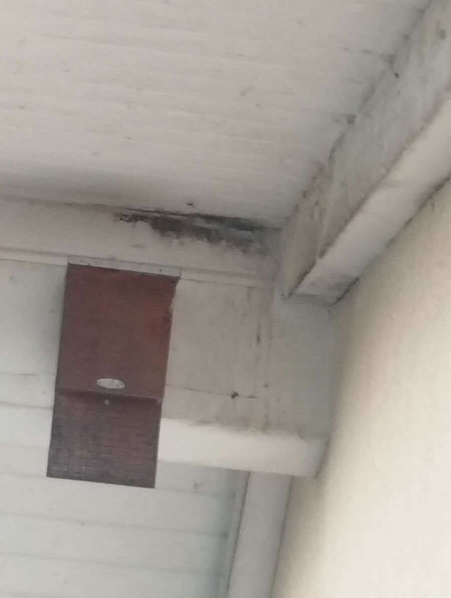  Bienennest entfernen.jpeg