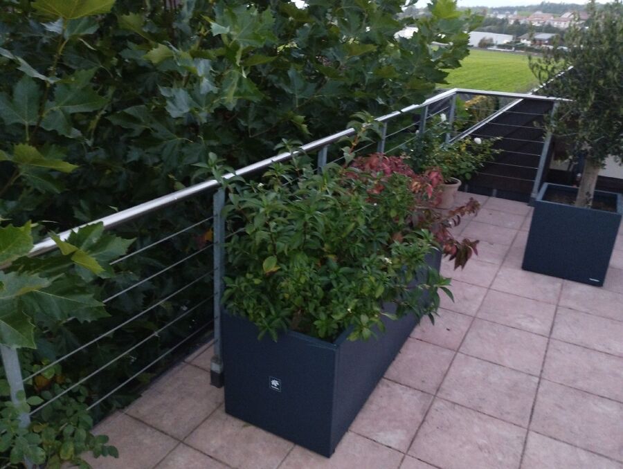  Bienennest entfernen.jpeg