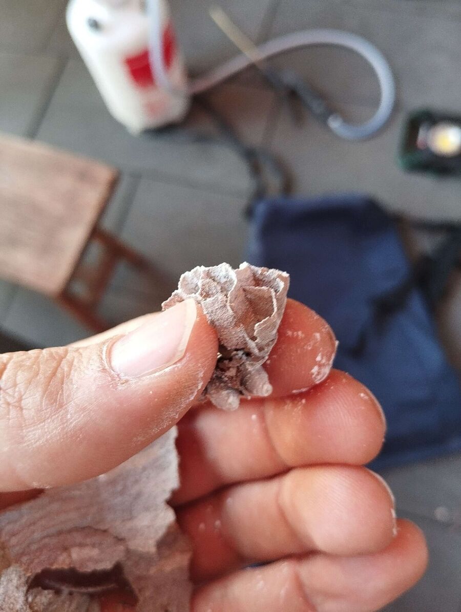  Bienennest entfernen