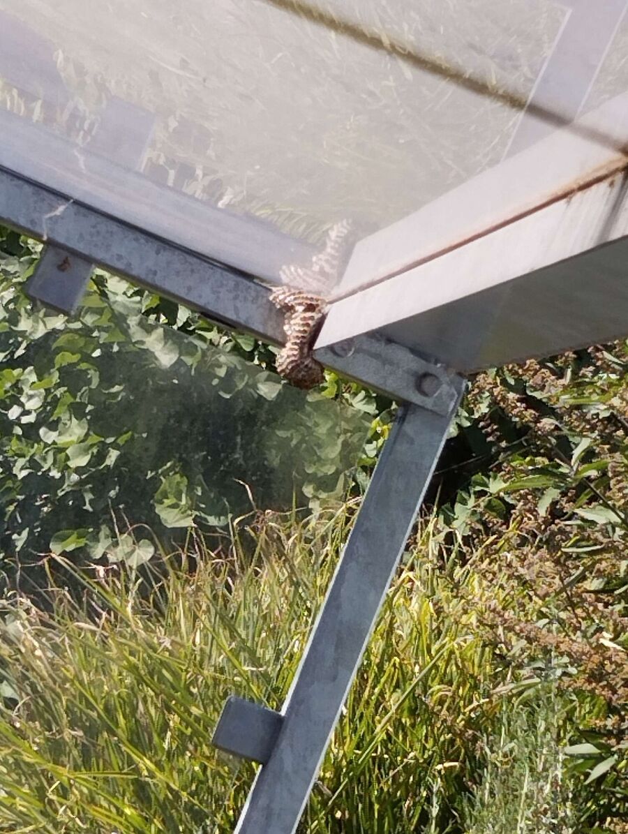  Bienennest entfernen